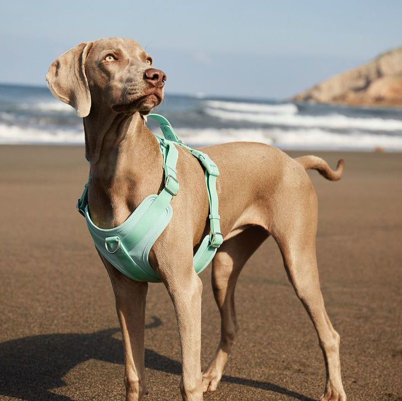 Gummy Walking Dog Harness